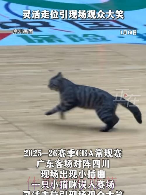 首节末段一只猫跑入球场，广东暂领先四川10分
